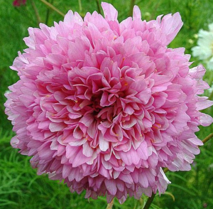 Paprastoji kosmėja Double Dutch Rose