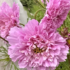 Paprastoji kosmėja Double Dutch Rose - Image 7