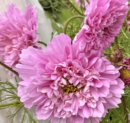 Paprastoji kosmėja Double Dutch Rose - Image 7