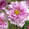 Paprastoji kosmėja Double click Bicolour Pink - Image 6