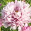 Paprastoji kosmėja Double click Bicolour Pink - Image 7