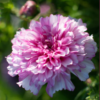 Paprastoji kosmėja Double click Bicolour Pink