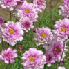 Paprastoji kosmėja Double click Bicolour Pink - Image 8