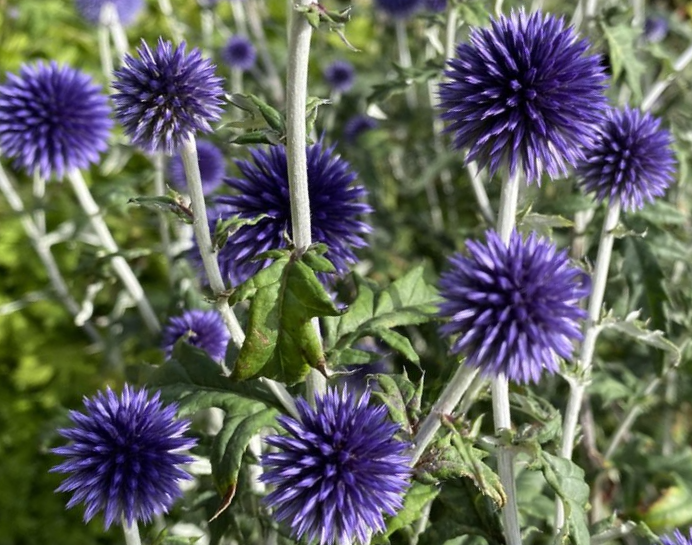  ydrasis Bandrenis Veitch s Blue G li Rasa