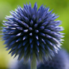 Žydrasis bandrenis Veitch’s Blue