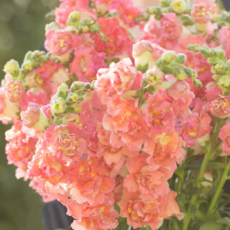 Didysis žioveinis Madame Butterfly  Bronze