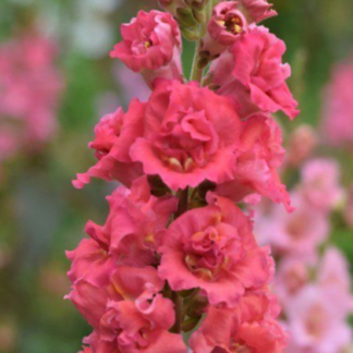 Didysis žioveinis Madame Butterfly Cherry Bronze