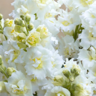 Didysis žioveinis Madame Butterfly  Ivory