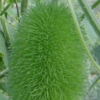 Lipnusis dekoratyvinis agurkas Dipsaceus - Image 3