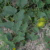 Lipnusis dekoratyvinis agurkas Dipsaceus - Image 5