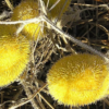 Lipnusis dekoratyvinis agurkas Dipsaceus - Image 4