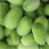 Lipnusis dekoratyvinis agurkas Dipsaceus - Image 6