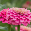 Puikioji gvaizdūnė Benary Giant White, Deep Red, Bright Pink - Image 9