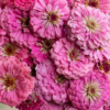 Puikioji gvaizdūnė Benary Giant White, Deep Red, Bright Pink - Image 8