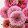 Puikioji gvaizdūnė Benary Giant White, Deep Red, Bright Pink - Image 10