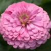 Puikioji gvaizdūnė Benary Giant White, Deep Red, Bright Pink - Image 11