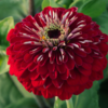 Puikioji gvaizdūnė Benary Giant White, Deep Red, Bright Pink - Image 5