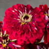 Puikioji gvaizdūnė Benary Giant White, Deep Red, Bright Pink - Image 7