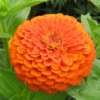 Puikioji gvaizdūnė Benary Giant Orange, Golden Yellow, Lime - Image 4