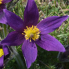 Paprastoji šilagėlė Bells Violet
