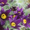 Paprastoji šilagėlė Bells Violet - Image 3