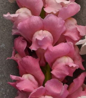 Didysis žioveinis Maryland True Pink