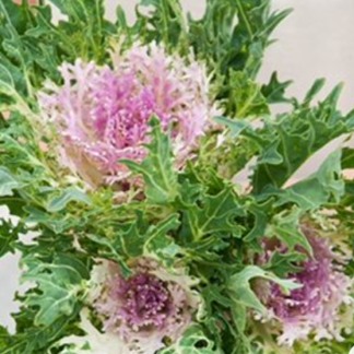 Dekoratyviniai puošnieji kopūstai Crane F1  Feather King