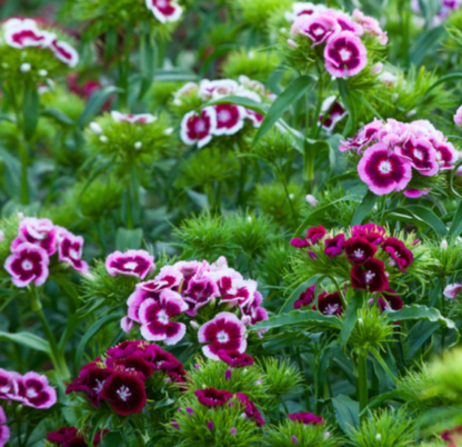 Šiurpinis gvazdikas Early Flora Pearl Mixed