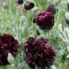 Aguona dekoratyvinė Black Peony - Image 2