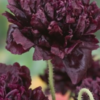Aguona dekoratyvinė Black Peony