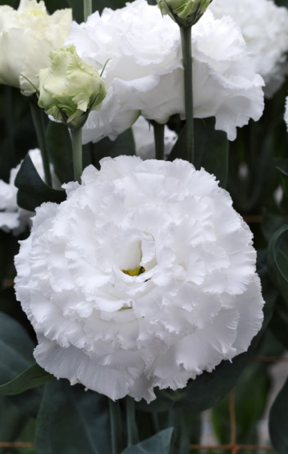 Eustoma Corelli II su White