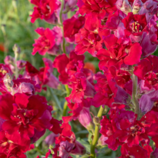 Didysis žioveinis Madame Butterfly Red, Mix, Rose - Red