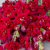 Didysis žioveinis Madame Butterfly Red, Mix, Rose