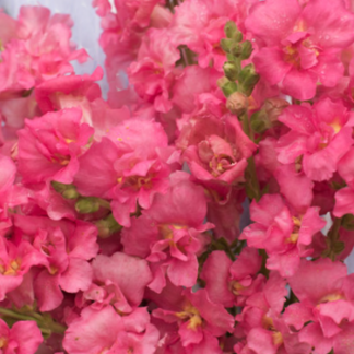 Didysis žioveinis Madame Butterfly  Mix, Rose