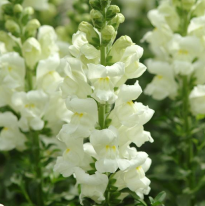 Didysis žioveinis Potomac  Ivory White, Appleblossom - Image 3