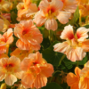Didžioji nasturtė Tip Top Apricot