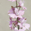 Dirvinis raguolis Fancy - Image 2