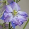 Dirvinis raguolis Fancy - Image 3