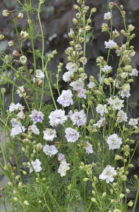 Dirvinis raguolis Fancy - Image 6