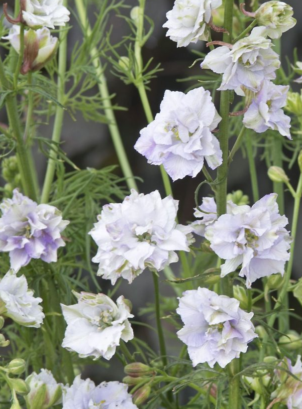 Dirvinis raguolis Fancy - Image 5