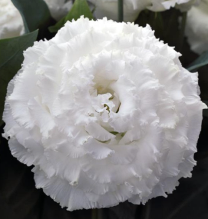 Eustoma Corelli II su White - Image 5