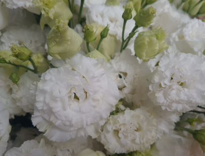 Eustoma Corelli II su White - Image 3