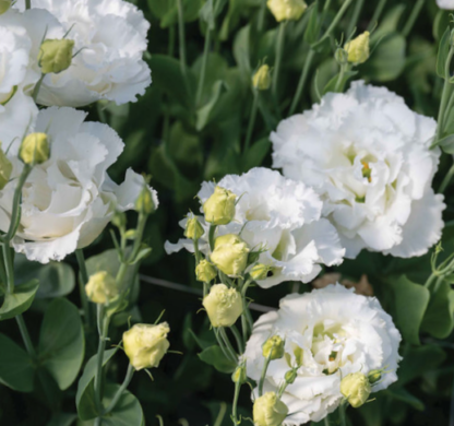 Eustoma Corelli II su White - Image 2