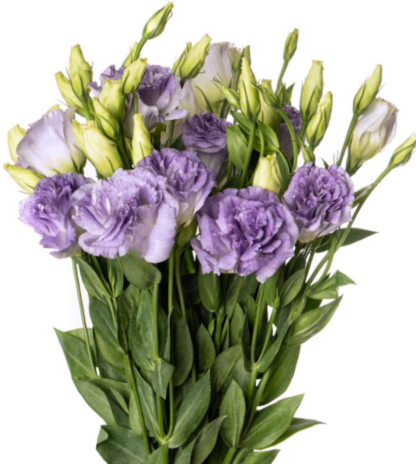 Eustoma Mariachi II  Misty Blue - Image 2