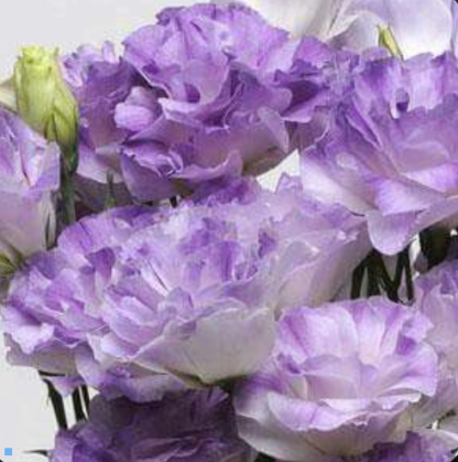 Eustoma Mariachi II  Misty Blue - Image 3