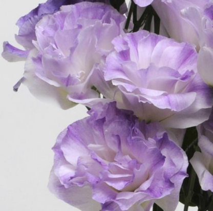 Eustoma Mariachi II  Misty Blue - Image 4