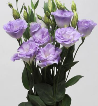 Eustoma Mariachi II  Misty Blue