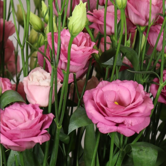Eustoma Rosita II Purple, Green, Pink - Pink