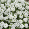 Hibridinė verbena Scentsation White