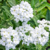 Hibridinė verbena Scentsation White - Image 2